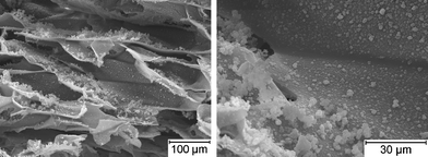 SEM pictures of PNIPAAm hydrogel impregnated in a chitosan scaffold.