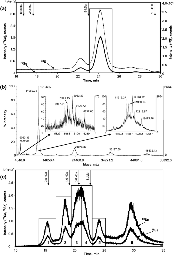 
            (a)
            Size-exclusion–ICP MS chromatogram (Superdex 200 column) of the extracted Brazil nut proteins. Regular line: 78Se; thin line: 34S. The rectangular area indicates the fraction collected for further analyses; (b)MALDI-TOF mass spectrum of the fraction indicated in Fig. 1a. The insets show the zooms of the 6 and 12 kDa peaks (doubly and singly charged ions, respectively); (c)size-exclusion–ICP MS chromatogram (Superdex Peptide column) of the tryptic digest (5 kDa cutoff filtered) of the fraction indicated in Fig. 1a. The arrows mark the elution volumes of the calibration standards. The rectangular fractions labelled with numbers were collected for nanoHPLC analyses.