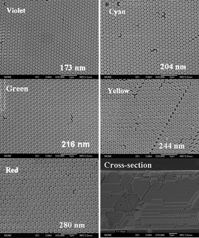 SEM top-view images of violet, cyan, green, yellow, and red PC films made of colloid spheres with average diameters of 173, 204, 216, 244 and 280 nm, respectively, and SEM image of a cross-section of a yellow PC film.