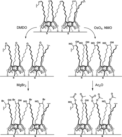 Synthetic modifications of crosslinked resorcinarene shells.