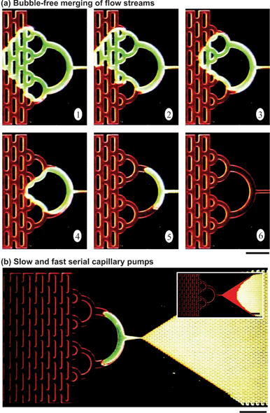 Optical micrographs showing (a) the consolidation of liquid streams at the end of a capillary pump to prevent entrapping air or incomplete filling of a capillary pump, and (b) a liquid moving from a completely filled, slow pump to a second faster pump. The inset shows the same region observed a few seconds later when liquid starts filling the second pump. The scale bars are 500 µm.