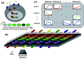 Schematic of the microfluidic real-time gene expression array. (a) Transcriptional reporter operation—when an extracellular stimulus (yellow) binds its receptor (blue) and activates intracellulartranscription factors (red), they enter the nucleus and bind to DNA response elements that activate transcription of the associated genes (grey). In addition to regulating endogenous genes, transcription factors also bind to response elements of the stably transfected reporter plasmid DNA resulting in expression of the reporter protein d2EGFP (green) which can be detected by fluorescence microscopy. If the reporter is not continuously expressed, cellular fluorescence will fade due to the short half-life of the fluorescent protein. (b) Microfluidic multi-reporter array—reporter cell lines for multiple genes and transcription factors are seeded in separate channels of the microfluidic array and stimulated with soluble stimuli in the orthogonal direction (colored arrows). (c) The addressable cellular array is monitored noninvasively by automated time-lapse fluorescence microscopy, and images are quantified by automated image analysis to create a dense 2D matrix of dynamic stimulus–response data.