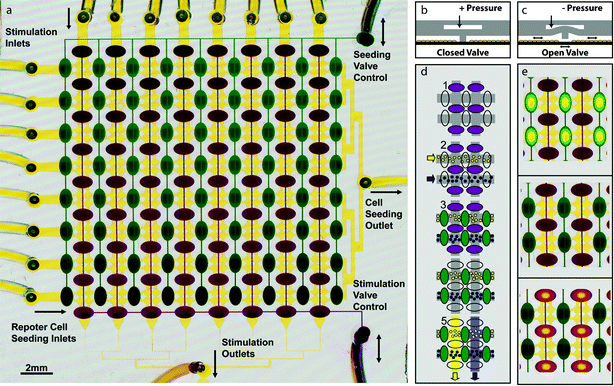 Microfluidic living cell array (a) Layer 1 (yellow) consists of a 16 × 16 array of circular “cell visualization chambers” (50 µm height and 420 µm diameter). Each 2 × 2 subarray in layer 1 is isolated from the others by 2 sets of reversible PDMS barriers. These barriers are controlled by two valve control manifolds (green and purple) in layer 2. Cell lines are drawn from separate inlets (left) through a common outlet (right) to seed the device with rows of different reporters. Similarly, each stimulus is drawn from separate inlets (top) through a common stimulation outlet (bottom). Layer 2 seeding valves (green) are dead-end channels controlled by the pressure in a single inlet (top right) and stimulation valves (purple) are controlled by a single control line (bottom right). (b) Cross-sectional schematic of the reversible barriers. At rest or when positive pressure is applied to the control line, valves are closed. (c) When negative pressure is applied to the control line, the reversible barrier is elevated allowing fluidic communication. (d) Schematic of a typical experiment. 1. Devices are placed in “seeding configuration” with seeding valves open and stimulation valves closed. 2. Reporter cell lines are introduced from the left. 3. The array is placed in neutral configuration by closing seeding valves, and cells are allowed to attach. 4. Devices are then placed in “stimulation configuration” by opening stimulation valves and closing seeding valves. 5. Stimuli are drawn through each column of the array to stimulate each cell line with each stimulus and create a matrix of 64 stimulus–response experiments, each with 4 cell chambers or “replicates”. (e) Images of the dye-filled device in each of the three configurations—seeding (top), neutral (middle), stimulation (bottom). Open valves appear to have yellow centers when the floor and ceiling of the layer 2 control channel meet. Since the dye is squeezed away from that area, the color is dominated by the yellow dye in the underlying layer 1.