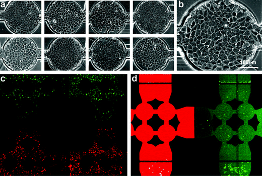 Cell culture in the microfluidic array—(a) Phase contrast images of 8 representative wells in the array. (b) Enlarged phase contrast image of a single confluent cell-visualization chamber with cells exhibiting morphologies similar to those observed on conventional tissue culture plastic. (c) Fluorescence overlay of red- and green-labeled cells seeded in adjacent rows. Valves are closed to separate rows and columns during cell attachment. (d) Fluorescence overlay of calcein red and green being delivered through adjacent columns while the array is in stimulation configuration.