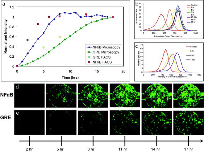 GFP reporter cell line dynamics—(a) Comparison of NFκB and GRE reporter dynamics quantification using FACS and microscopy with image analysis of cells in microfluidic channels. FACS analysis of (b) NFκB and (c) GRE reporter cell populations at 0, 5, 8, and 18 h after stimulation with 25 ng ml–1 TNF-α and 4 µM dexamethasone, respectively. Fluorescence time lapse images of (d) NFκB and (e) GRE reporters in microfluidic cell visualization chambers 2, 5, 8, 11, 14, and 17 h after stimulation.