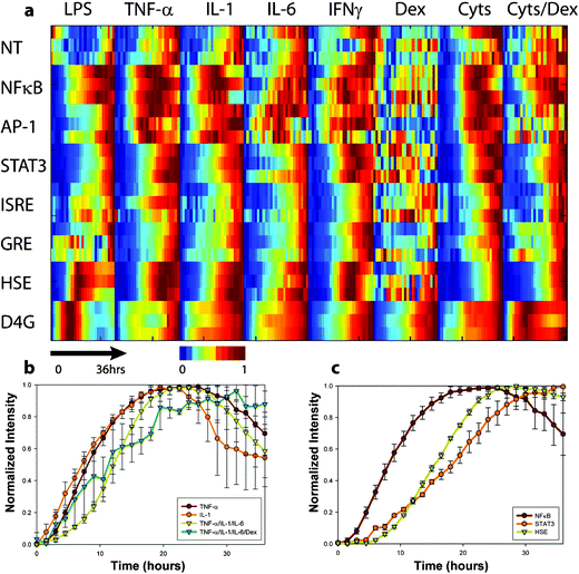 Profiling hepatocyte inflammatory gene expression dynamics (a) Heat map of a single microfluidic living cell array experiment. Each reporter was stimulated with bacterial endotoxin (LPS—25 µg ml–1), inflammatory cytokines(TNF-α—25 ng ml–1, IL-1—25 ng ml–1, IL-6—25 ng ml–1, and IFNγ—10 ng ml–1), a synthetic glucocorticoid hormone (dexamethasone, 4 µM), and combinations thereof (Cyts = TNF-α/IL-1/IL-6) or (Cyts+Dex = TNF-α/IL-1/IL-6/Dex). Cellular fluorescence was measured from 3 cell chambers for each of the 64 stimulus–response pairs every 90 min for 36 h to create the 192 time series comprised of 4608 single-time-point measurements. Data was normalized to initial and maximum levels to highlight the time course of the responses. (b) Responses of NFκB reporters to TNF-α, IL-1, (TNF-α/IL-1/IL-6), and (TNF-α/IL-1/IL-6/Dex). (c) Responses of NFκB, STAT3, and HSE reporters to TNF-α stimulation.