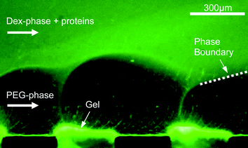 Perturbations of the phase boundary in high electric fields. Only the lower PEG phase and two of the gel bridges are visible. Proteins already accumulate at the gel surface.