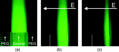 (a) Uniform distribution of BSA within the Dex-phase without electric field; upper part: fluorescence intensity, lower part: fluorescence intensity superimposed on transmitted-light image showing the phase boundaries. (b)–(c) Proteins concentrate at the right phase boundary at 3.5 and 4.5 V dc. At 3.5 V dc a small number of the BSA molecules have already overcome the phase boundary. At 4.5 V dc most of the BSA has left the preferred Dex-phase. Inhomogeneous lighting of the fluorescence light source leads to a reduction of fluorescence intensity at the top of the picture. Buffer: potassium phosphate, 5 mM, pH 7.0.