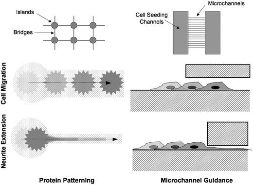 Examples of different physical confinement methods for restricting neuron migration and extension.