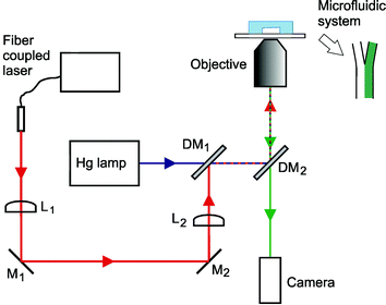 Experimental setup. The output of the fiber coupled laser used for the optical tweezers was directed through the microscope objective, by the use of a telescope (lenses L1 and L2), mirrors (M1 and M2) and dichroic mirrors (DM1 and DM2). The first dichroic mirror allows the excitation light from the mercury lamp to pass through, while reflecting the trapping laser light into the beam path. The second dichroic mirror reflects the excitation light and trapping laser, while transmitting the visible light for imaging. The microfluidic system is placed on the microscope stage.