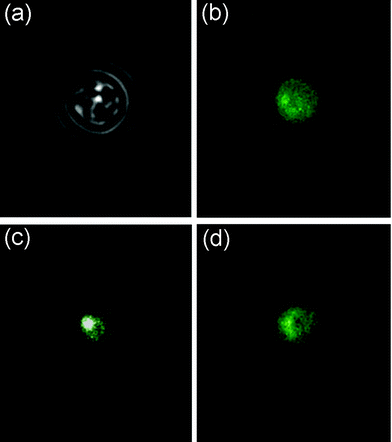 
          t-BOOH stress of a yeast cell. The cell started in the left “neutral” channel. A transmission image of the cell is shown in image (a). The Yap1p-Gfp proteins are distributed over the entire cytosol, shown in image (b). The cell was then moved to the t-BOOH environment upon which the Yap1p-Gfp accumulated in the nucleus, which can be seen in image (c) that is taken after 27 min. The intensity in the white spot is much higher than in the green parts. The cell was then moved back to the “neutral” environment, where the spatial GFP distribution returned to normal. Image (d) is taken after 20 min of recovery.