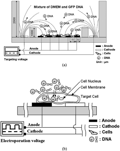 Illustrations of the experimental principle and mechanism on the ES-EP microchip. (a) Negatively-charged DNA plasmids are driven from the negative polarity electrode to the positive polarity electrodes by the ES force on the ES-EP microchip. (b) After the ES function, the negatively-charged DNA plasmids are accumulated at the cell surfaces, and are then delivered into the cells by applying impulses with an electric field (EP).