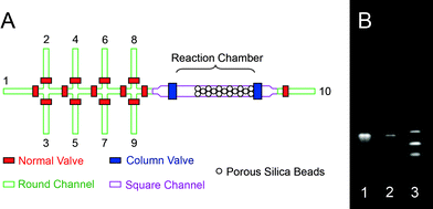 Schematic of microfluidic oligonucleotides synthesizer. (A) The fluidic channels consist of both rounded and squared profiles. The first eight channels are assigned to specific reagents: (1) acetonitrile, (2) deblocking reagent, (3) oxidizing reagent, (4) activator, (5) dT-CE phosphoramidite, (6) Pac-dA-CE phosphoramidite, (7) iPr-Pac-dG-CE phosphoramidite, and (8) Ac-dC-CE phosphoramidite. The ninth channel serves two functions. During experimental setup it is used as an inlet for silica beads. During the experiment it is used as an outlet for unwanted reagents that are left in the main channel. A solid-phase reaction column is formed in situ4 using partially closed column valves to trap the silica beads (5 µm in diameters). (B) Gel image of (1) oligonucleotides synthesized using our microfluidic device, (2) HPLC-purified oligonucleotides standard purchased from IDT, and (3) HPLC-purified (dT)10-(dT)15-(dT)20 oligonucleotide size standard purchased from IDT. The motility of the synthesized product is identical to that of commercially ordered HPLC-purified sample. However, trace byproduct can be seen in the unpurified sample.