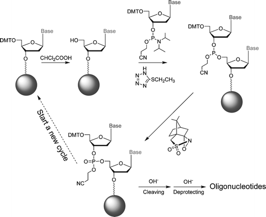 DNA synthesis procedure.