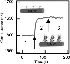 Real-time detection of biotin–streptavidin binding to an oxidized p-type Si-NW. Reprinted with permission from ref. 4 (Science, 2001, 293, 1289–1291). Copyright 2001 AAAS.