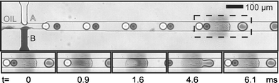 Sequence of surface induced droplet fusion. Droplets of different components approach the hydrophilic pattern (located at the center of the dashed rectangle) (t = 0 ms) before they are trapped and fused (t = 0.9, 1.6 ms). A new droplet combination of both is released (t = 4.6, 6.1 ms). (Channel is 50µm wide and 25µm deep. Hydrophilic pattern is approximately 100µm long.)