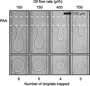 Control of surface induced droplet fusion by variation of fluid velocity. The upper series of micrographs shows the hydrophilic pattern retaining different amounts of water for different oil flow rates. The lower series of micrographs shows the resultant water droplet released for each flow rate. (Channel 200 µm wide, 25 µm deep. Hydrophilic pattern approximately 100 µm long. Water flow rate 5µl h−1.)