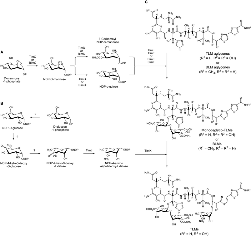 Proposed biosynthetic pathways for (A) the disaccharide moiety of TLM from d-mannose in comparison with that for BLM and (B) the talose moiety of TLM from d-glucose and (C) a unified model for BLM and TLM biosynthesis by sequential glycosylation of the BLM and TLM aglycones. [?] indicates steps whose enzyme activities could not be identified within the sequenced TLM cluster.