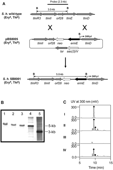 Inactivation of tlmE by gene replacement and ΔtlmE::ermE mutant complementation. (A) Construction of the tlmE gene replacement mutant and restriction map of S. hindustanus wild-type and SB8001 mutant strains showing fragment sizes upon BamHI digestion. B, BamHI; EryR, erythromycin resistant; EryS, erythromycin sensitive; ThiR, thiostrepton resistant; ThiS, thiostrepton sensitive. (B) Southern analysis of SB8001 genomic DNAs (lanes 1–3 are three individual isolates) and cosmids harbouring the wild-type (lane 5) and mutated tlmE (lane 4) loci as controls digested with BamHI using the 2.3 kb PCR-amplified fragment as a probe. (C) HPLC analysis of TLM A (♦) and TLM B (●) production in wild-type (II) and recombinant strains SB8001 (III) and SB8002 (IV) with authentic TLM A as a standard (I).