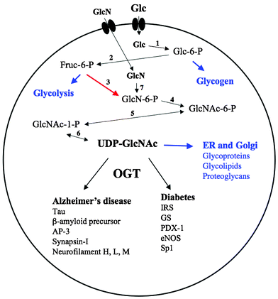 O -GlcNAc modification in diabetes and Alzheimer's disease - Molecular  BioSystems (RSC Publishing) DOI:10.1039/B704905F
