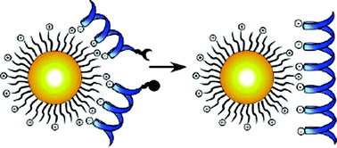 The design of functionalized, cationic GNPs as a template for peptide ligation. Reprinted with permission from Y. Fillon, A. Verma, P. Ghosh, D. Ernenwein, V. M. Rotello, J. Chmielewski, J. Am. Chem. Soc, 2007, 129, 6676–6677. Copyright 2007 American Chemical Society.