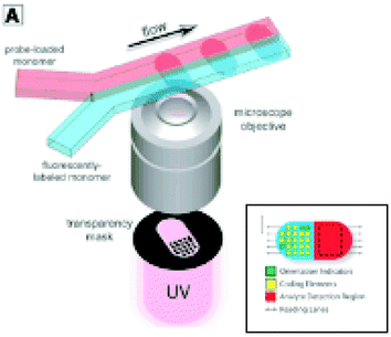 Schematic diagram of system for fabrication of multifunctional polymer particles by photopolymerization across two adjacent laminar streams. Inset: Diagram of a multifunctional particle showing a dot-encoded region and a probe-bearing analyte detection region. From D. C. Pregibon et al., Science, 315,1393–1396 (9 March 2007).Reprinted with permission from AAAS.