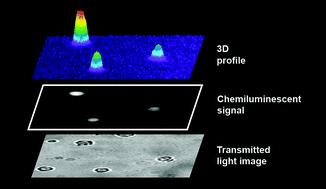 Chemiluminescence is used to detect cells infected with parvovirus B19. Figure used with permission, Royal Society of Chemistry, 2007.