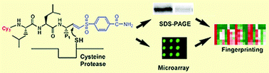 A cysteine protease recognises vinyl sulfone probes to give its own protein fingerprint. Figure used with permission, Royal Society of Chemistry, 2007.