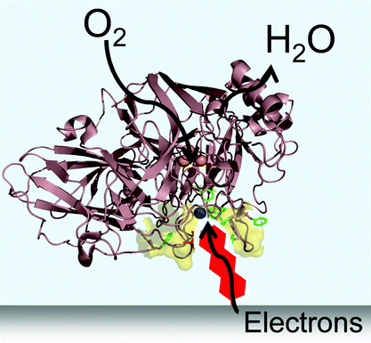 Figure used with permission, Royal Society of Chemistry, 2007.
