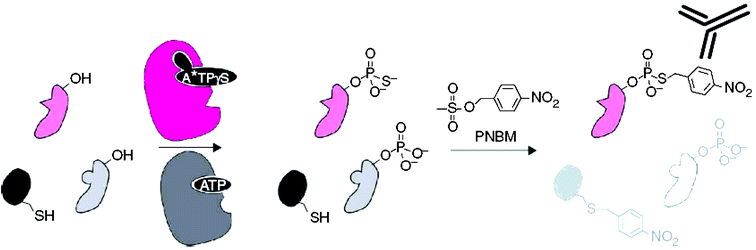 Strategy for labeling individual kinase substrates. First, an analog sensitive (as) kinase (magenta) uses N6-alkylated ATPγS(A*TPγS) to thiophosphorylate its substrates (pale magenta). In a second step, alkylation with PNBM yields thiophosphate esters and thioethers. Only thiophosphate is recognized by the specific antibody α-hapten-IgG. Allen, et al., Nature Methods, 2007.