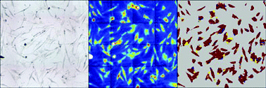 In a computer image non-stimulated stem cells (left) appear red when their IR spectra (centre) are analysed (right); stimulated cells appear blue.