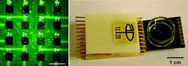 Cells exposed to higher voltage pulses from the microchip (right) show higher uptakes of genetic material and show up green (left)