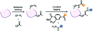 Strategy for dual imaging of azide- and ketone-labeled cell surface biomolecules. Figure used with permission from J. Am. Chem. Soc., 2007, 129, 8400–8401. Copyright 2007, American Chemical Society.