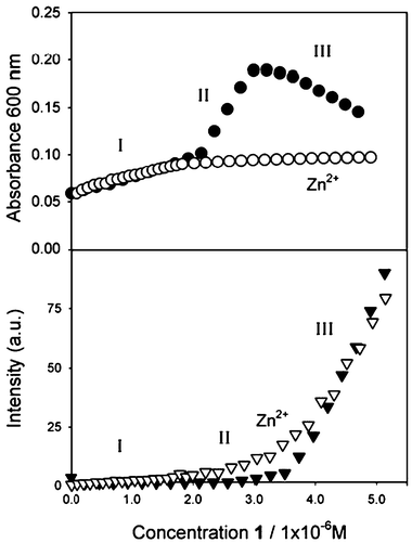 Changes in the absorption and fluorescence intensity of a 6 × 10−9 M acetonitrile solution of gold nanoparticles upon addition of 1. The concentration range I, II and III correspond to those described in Scheme 2. Top: full circle and empty circles correspond to the absence and the presence of zinc (2 × 10−4 M), respectively. Bottom: fluorescence intensity (λexc = 310 nm, λem = 405 nm) in the absence of zinc is represented by the full triangles; fluorescence intensity (λexc = 310 nm, λem = 500 nm) in the presence of zinc (2 × 10−4 M) is represented by the empty triangles.