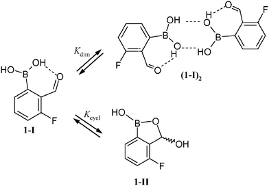 The competition between dimerization and cyclization of 1.