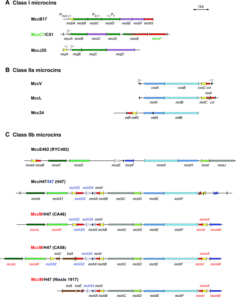 Genetic organization of microcin gene clusters. Genes are indicated by arrows whose direction refers to gene transcription. An overview of the gene functions is given in Table 2. Genes encoding microcin precursors are shown in yellow. Genes required for self-immunity, microcin export and post-translational modifications are shown in red, blue, and green, respectively. Direct repeats flanking the MccC7/C51 and MccH47 gene clusters are indicated by vertical lines. Promoters are indicated by flags. Sequences with the most significant homology to the fur (ferric uptake regulation) boxes are shown by diamonds. The name of genes is indicated below or above each gene. A colour code is used for genes specific for one microcin within the gene cluster. Thus, names in green, blue or red are specific for microcins whose names are labelled with the same colour. Class I microcins are shown in (A). Genes required for both immunity and export are shown in purple. The gene mccE, whose product is involved both in post-translational modification (N-terminal region) and immunity (C-terminal region) towards MccC7/C51 is shown in green and red gradations. Class IIa and class IIb microcins are shown in (B) and (C), respectively. For class IIb microcins the name of the E. coli strain is indicated in parentheses. Genes encoding proteins of unknown function are indicated in grey. Genes encoding homologous or identical proteins in different clusters are coloured by different shades of the same colour. The genes tra5, insC, and insE, coloured in brown, encode transposases for insertion sequences IS2 and IS3. Truncated genes in MccL, MccH47/I47 and MccM/H47 (Nissle 1917) gene clusters are crossed through.