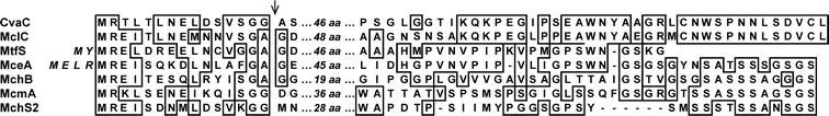 Multiple alignment of N- and C-terminal regions of class II microcin precursors. The sequences of the central regions are not aligned. Their lengths in amino acids (aa) are given in italics. Alignments were performed with Multalin122 and improved manually. Dashes indicate gaps. All the amino acid sequences are from the Swiss-Prot Database. CvaC (accession no P22522), MclC (accession no Q841V4), MtfS (accession no Q46971), MceA (accession no Q9Z4N4), MchB (accession no P62530), McmA (accession no Q83TS1) and MchS2 (accession no Q712Q0) correspond to MccV, MccL, Mcc24, MccE492, McH47, MccM and MccI47 precursors, respectively. The arrow indicates the known or putative cleavage site of microcin precursors. The extra 4 and 2 residues in the N-terminal region of MceA and MtfS, respectively, are in italics (see Section 5.1.1).