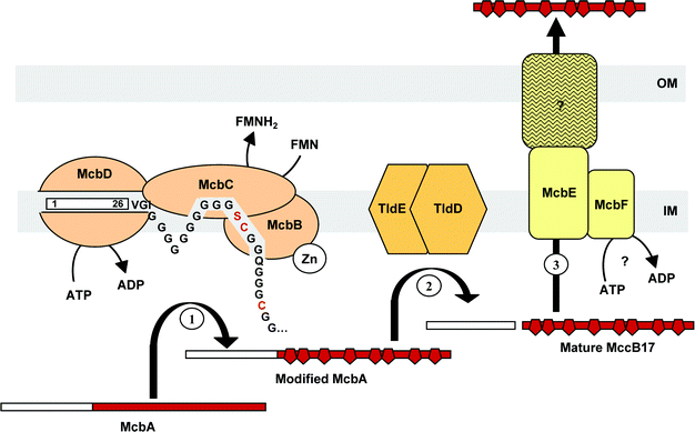 
            Biosynthesis of MccB17. (1) McbA is modified by the MccB17 synthetase, consisting of McbB, McbC and McbD. The ATP-dependent McbD subunit first binds the McbA leader peptide, the polyglycine linker enabling the correct positioning of the substrate. The zinc-dependent cyclodehydratase McbB subunit then cyclizes Cys and Ser residue side chains at the upstream peptide carbonyl groups. The resulting oxazolines and thiazolines are finally desaturated by the dehydrogenase flavine-dependent McbC subunit. (2) The leader peptide is cleaved off from modified McbA by the chromosomally encoded TldE and TldD. (3) Mature MccB17 is secreted by the export machinery, consisting of McbE/McbF located in the inner membrane (IM), and an unknown component of the outer membrane (OM).