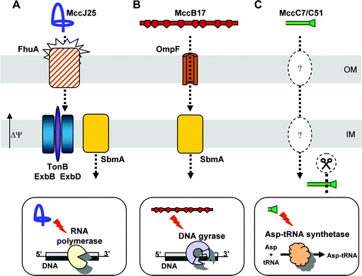 Uptake and mechanism of action of class I microcins. (A) MccJ25 is recognized by the high affinity receptor FhuA at the outer membrane (OM). The recognized structural motif is the MccJ25 β-hairpin region. Translocation of MccJ25 across the OM requires the inner membrane (IM) potential Δψ and needs the TonB/ExbB/ExbD complex as well as the SbmA protein at the IM. Once into the cytoplasm, MccJ25 inhibits transcription by obstructing the RNA polymerase secondary channel. The ring-tail part of MccJ25 is proposed to be involved in this obstruction. (B) MccB17 passes across the OM through the OmpF porin. The IM protein SbmA is involved in MccB17 further uptake into the cytoplasm, whereupon it inhibits DNA supercoiling by the DNA gyrase. The binding site of MccB17 is likely to be the C-terminal domain of GyrB. (C) The components enabling the translocation of MccC7/C51 across bacterial membranes are unknown. MccC7/C51*, which is generated by proteolytic cleavage of MccC7/C51 after uptake, is a modified aspartyl-adenylate that inhibits translation by targeting the aspartyl-tRNA synthetase.