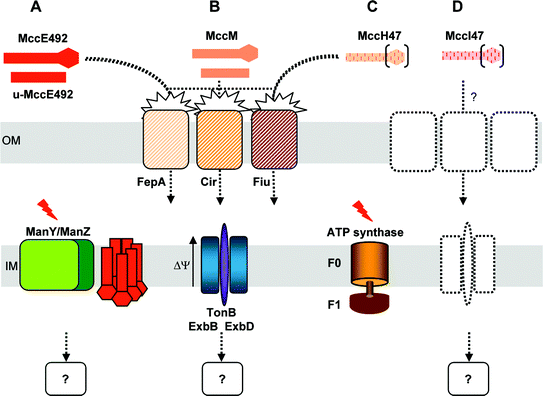 Uptake and mechanism of action of class IIb microcins. (A) MccE492 and its incompletely processed form, u-MccE492, are recognized by the high affinity receptors FepA, and to a lesser extent Cir and Fiu, at the outer membrane (OM) of E. coli. MccE492 is then translocated across the OM via an uncharacterized but TonB- and energy-dependent mechanism. Once into the periplasmic space, MccE492 inserts into the inner membrane (IM), whereupon it induces proton leakage and subsequent drop of the IM potential (Δψ). Membrane insertion and antibacterial activity are dependent on ManY and ManZ, two membrane components of the mannose permease. The C-terminal sequence of MccE492 is not required for interaction with the mannose permease. The orientation of MccE492 monomers in the IM remains hypothetical. The occurrence of a cytoplasmic target remains unknown. (B) MccM in both modified and unmodified forms is also recognized by FepA, Cir and Fiu, and further translocated into the periplasmic space by a TonB-dependent process. Its mechanism of action remains unknown. (C) MccH47 has never been isolated to date but it is hypothesized to bear a C-terminal siderophore modification similar to MccE492 and MccM. It utilizes the same receptors for recognition and is translocated in a TonB-dependent process. It then inhibits the membrane component F0 of the ATP synthase in the IM. (D) MccI47 has not been purified either, and its uptake and mechanism of action have not been investigated. Nevertheless, MccI47 bears significant C-terminal sequence homologies to other class IIb microcins, which could account for the same uptake mechanism. Siderophore-type post-translational modifications are depicted as hexagons.