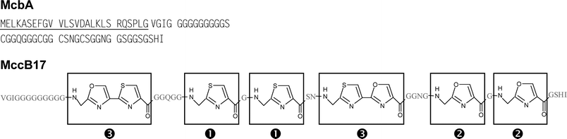 Sequence of the MccB17 precursor (McbA) and structure of mature MccB17. The 26-residue leader peptide is underlined in McbA. The amino acids are figured in grey for mature MccB17. In MccB17, thiazoles (1), oxazoles (2), and bis-heterocycles (3) are boxed.