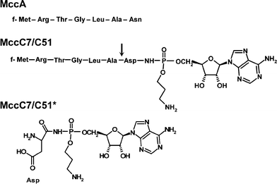 Sequence of MccA and structures of MccC7/C51 and MccC7/C51*. Formylation of Met1 is indicated by an ‘f’ in the sequences. MccC7/C51 is the antibacterial peptide secreted by the producer, whereas MccC7/C51* is the translation inhibitor generated by cleavage of MccC7/C51 within susceptible cells. The arrow indicates the cleavage site of MccC7/C51.