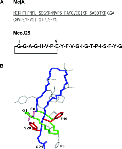 (A) Sequence of the MccJ25 precursor (McjA) and structure of mature MccJ25. The 37-residue leader peptide is underlined. (B) Three-dimensional structure of MccJ25. Note the steric hindrance imposed by Phe19 and Tyr20, which strongly contribute to the blocking of the C-terminal tail into the ring.