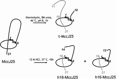 Structures of the two-chain peptides generated from MccJ25. t-MccJ25 is obtained by thermolysin cleavage of MccJ25, which breaks the lasso structure between Phe10 and Val11. h18-MccJ25 and h16-MccJ25, which contain 18 and 16 amino acids, respectively, are obtained by hydrochloric acid cleavage of MccJ25. The cleaved fragments (in grey) remain tightly attached to the main peptide chain (in black), which contains the cycle.