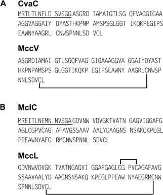 (A) Sequences of the MccV precursor (CvaC) and of mature MccV. (B) Sequences of the MccL precursor (MclC) and of mature MccL. The 15-residue leader peptides are underlined. Disulfide bonds are shown as black lines.