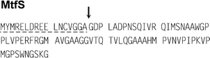 Sequence of the Mcc24 precursor (MtfS). The putative leader peptide is underlined with a dashed line. The putative cleavage site of Mcc24 precursor, whose location is based on multiple alignment of class II microcin precursors deduced from their DNA sequences (Section 5.1.1; Fig. 10), is indicated by an arrow.