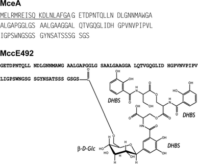 Sequence of the MccE492 precursor (MceA) and structure of mature MccE492 carrying the siderophore post-translational modification. The leader peptide is underlined. Glc and DHBS stand for glucose and N-(2,3-dihydroxybenzoyl)-l-serine, respectively.