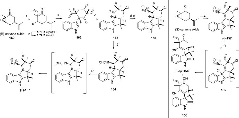 Baran's synthesis of welwitindolinone A (156) and fischerindoles I (157) and G (158). Reagents and conditions: (1) (a) LHMDS (1.2 equiv.), THF, −78 °C, 30 min, (b) −15 °C, CH2CHMgBr (2 equiv.), 15 min, 30%; (2) NCS (1 equiv.), PPh3 (1 equiv.), THF, 18 h, 55%; (3) indole (2 equiv.), THF, −78 °C, 30 min, then CuII2-ethylhexanoate (1.5 equiv.), −78 °C to 23 °C, 15 min, 55%; (4) Montmorillonite K-10 clay (10 equiv), DCE, microwave irradiation, 120 °C, 6 min, filter, then repeat, 40% + 30% recovered 7; (5) NaBH4, MeOH, 0 °C, 5 min; then Ms2O (2 equiv.), pyridine, rt, 30 min, 69%; (6) LiN3 (3 equiv.) DMF, 120 °C, 48 h, then Na–Hg (10 equiv.), EtOH, reflux, 4 h, 38%; (7) HCO2H (1.3 equiv.), CDMT (1.4 equiv.), DMAP (cat.), NMM (1.4 equiv.), CH2Cl2, 23 °C, 30 min, 87%; (8) Burgess reagent (2 equiv.), benzene, rt, 30 min, 82%; (9) NaBH3CN (10 equiv.), NH4OAc (40 equiv.), MeOH, THF, 7 days, 26% (48% brsm); (10) tBuOCl (1.5 equiv.), 0 °C, 10 min, then SiO2, Et3N, then Burgess reagent (2 equiv.), benzene, rt, 30 min, 47% overall; (11) tBuOCl (1.5 equiv.), −30 °C, 1 min, then 95 : 4 : 1 THF–H2O–TFA, −30 °C to 0 °C, 5 min, 28%, 10 : 1 mixture of 156 and 3-epi-156.