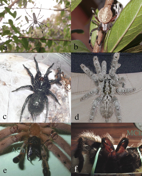 Araneomorph (a, b, and e) and mygalomorph (c, d, and f) spiders. (a) Argiope sp., (b) Nephila sp., (c) Machrotele gigas, (d) Heteroscodra maculata, (e) Cupennius salei, and (f) Brachypelma vagans. C. salei and B. vagans show their characteristic araneomorph (Ach) and mygalomorph (Mch) chelicera.