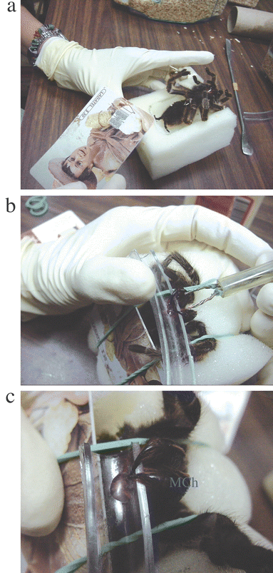 The venom milking process. (a) Brachypelma vagans is anesthetized with carbon dioxide, (b) electrical stimulation to the chelicera of B. vagans, (c) crude venom from B. vagans. To milk venom from a spider, the fangs of lightly anaesthetized spiders are inserted into thick, soft vinyl tubing, and a low voltage/current electrical shock is applied.